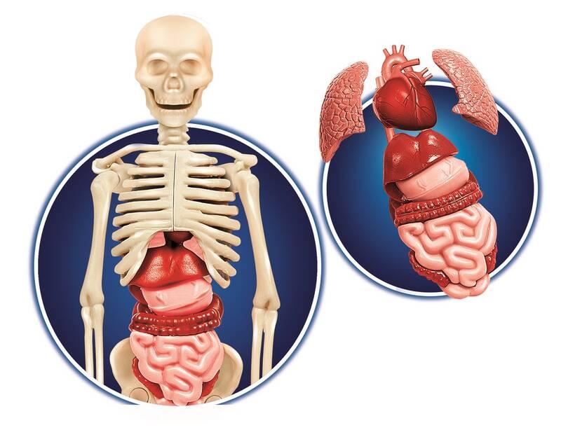 Experimentální sada Clementoni Lidské tělo
