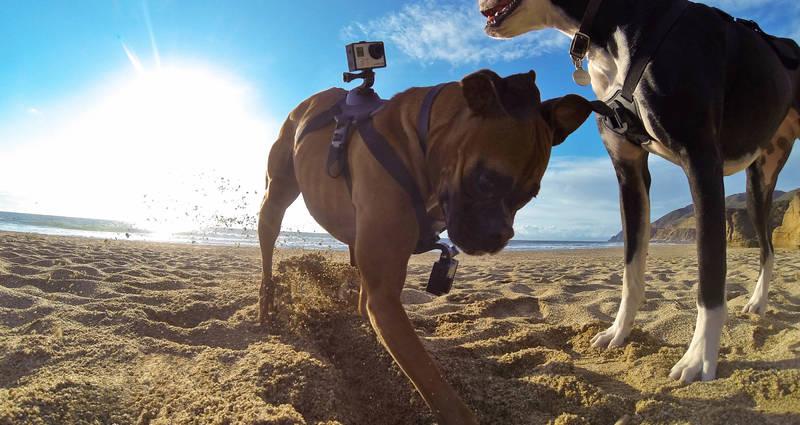 GoPro Fetch