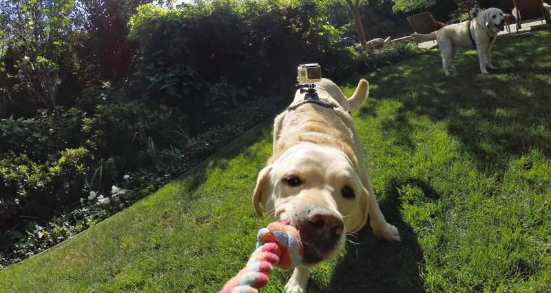 GoPro Fetch