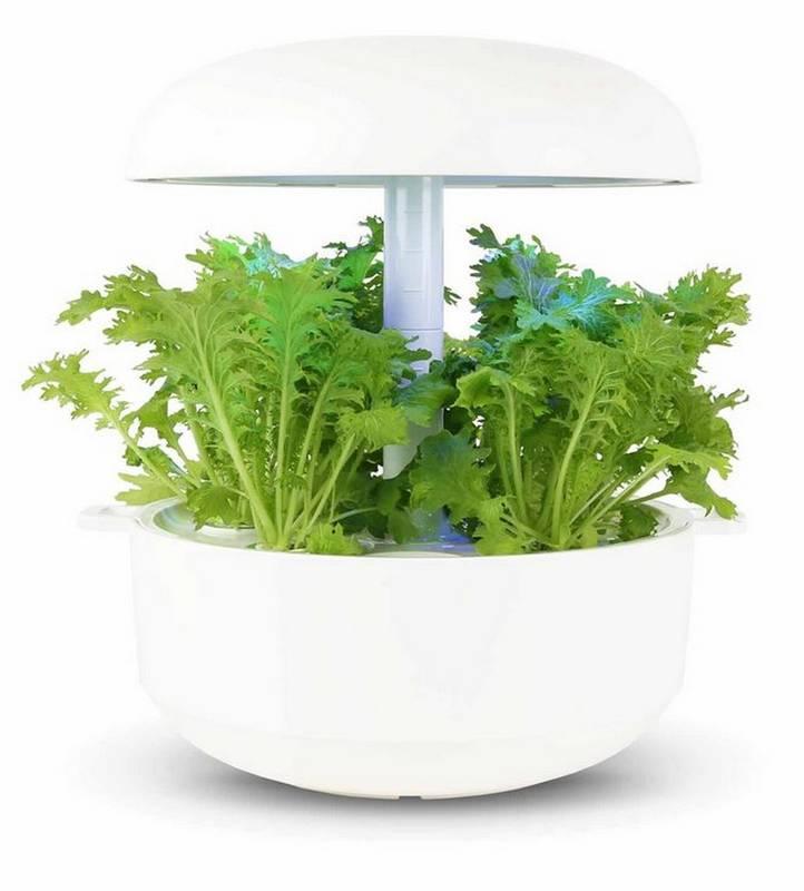 Bylinky Plantui Mustard