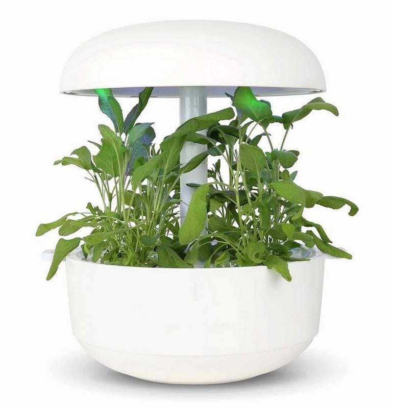 Bylinky Plantui Sage